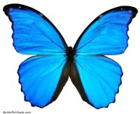 Morpho peleides