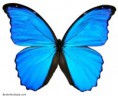 Morpho peleides