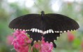 Common Mormon (Papilio polytes)
