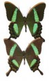 Emerald Swallowtail